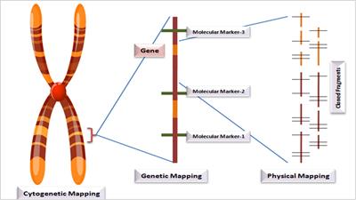 Advances in genomics for diversity studies and trait improvement in temperate fruit and nut crops under changing climatic scenarios